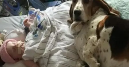 Basset Hounds Stay With Dying Baby Until She Takes Her Final Breath
Dog Is Mans Frie