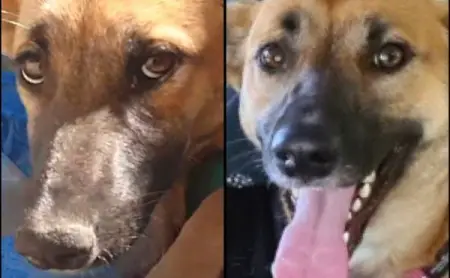 Dog Abandoned In Reservoir - Now Spends Her Days Cuddling! 

httpssidewalkspeci