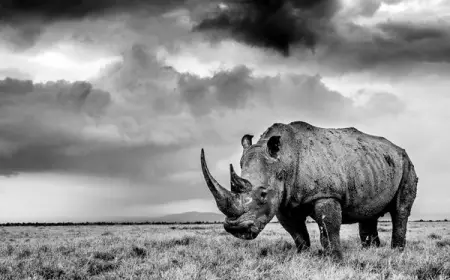Jamie Joseph Saving the Wild September 22nd, 2021 - On WorldRhinoDay let