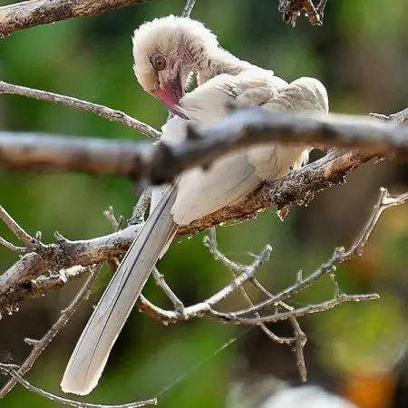 Very lucky to spot this leucistic or albino? hornbill. Complete absence
