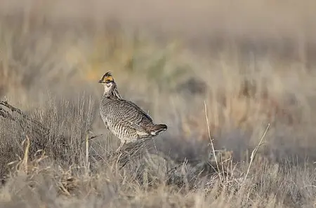 Public and private partnership results in thousands of acres for lesse