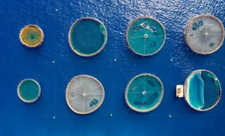 Kemin AquaScience is serving the growing aquaculture industry and sharing experti