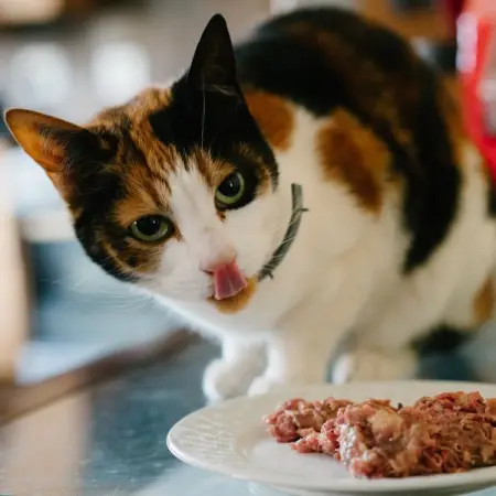 Natural Born Pets specialises in locally-produced raw dog  cat foods, treats, suppl