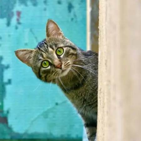 Living alongside human beings has caused a peculiar physiological change in domesticate