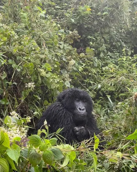 Gorilla Trekking in Rwanda is best done in the months of June to October and Dec