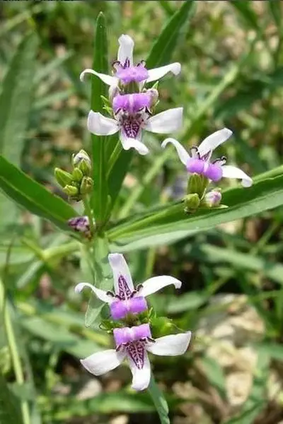 TNNURSERY.NET
Water Willow  3 for 12.99
Requires soil that is high in moisture with ful