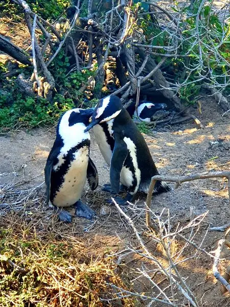 Preening time 

Our African Penguin neighbours waterproof themselves using their beak to s