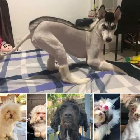 Here are 45 pet owners who shared what their beloved pets look like in the hands of amate