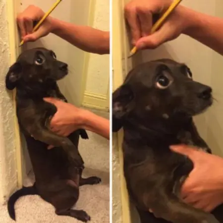 After going through this list, you might want to adopt a dog or add a new member to the fami