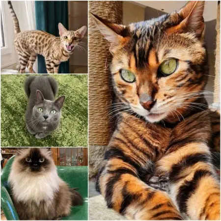 Here are 35 rarest and most expensive cat breeds in the world.
FUNCATZ.CO