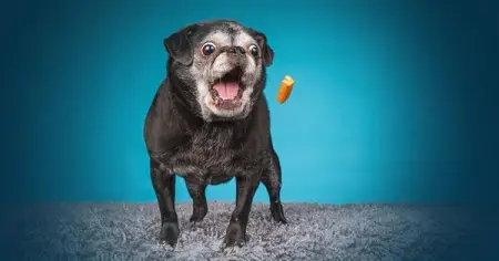 In a citizen science project, thousands of pet dogs are helping scientists to