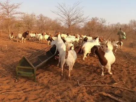 MOTLOGELENG LIVESTOCK FARM

Read The Advert for Location and Price Range!!!
Goats