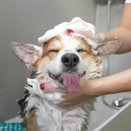 If your dog hates bath time, its likely you do, too 

Here are some tips for develo