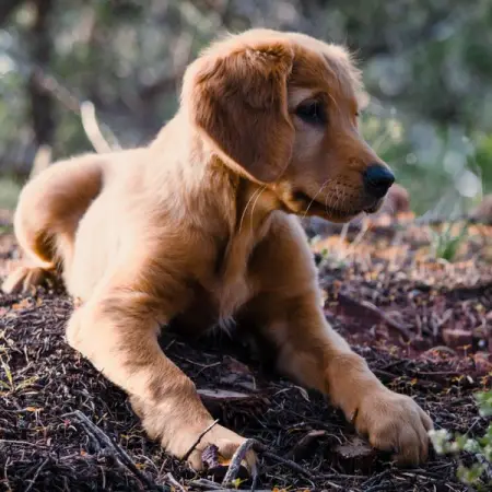 Frustrated by your puppy biting you, not listening to you, stealing your s