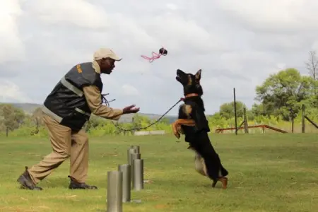 A scientific based K9 Canine Dog Unit and dog handler training centre offering the be