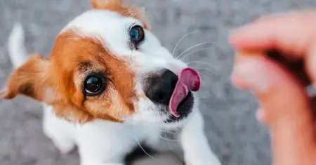 Choose NexGard protection for your puppy or dog from 8 weeks of age.
WWW.NEX