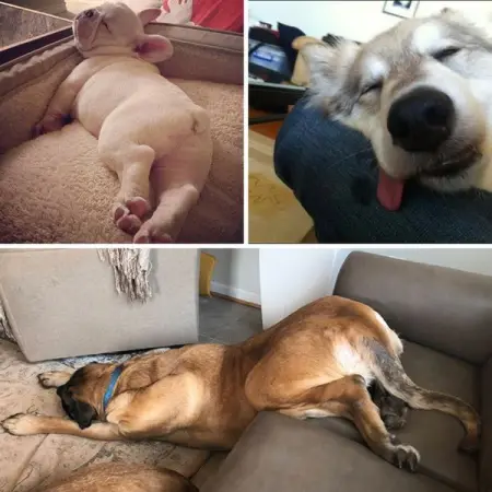 We had fun compiling all these pictures of animals sleeping in weird places an