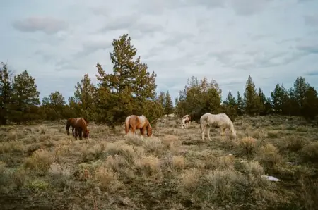 PARKSPROJECT.US
Inspired by Wild Horses
Leave it better than you found it.
Shop Now
Leave