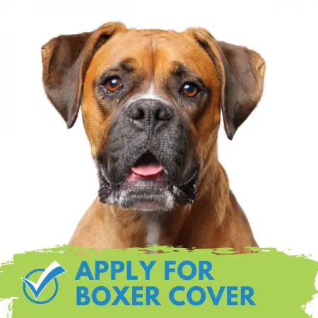 COVERSEARCH.CO.ZA
Insurance for Boxers
Get Quote
 