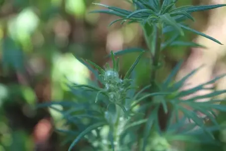 SERAPHINACAPRANOS.COM
Sign Up
 