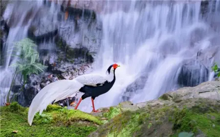 Fengtian village in Sanming, Fujian province is home to abundant forests and 