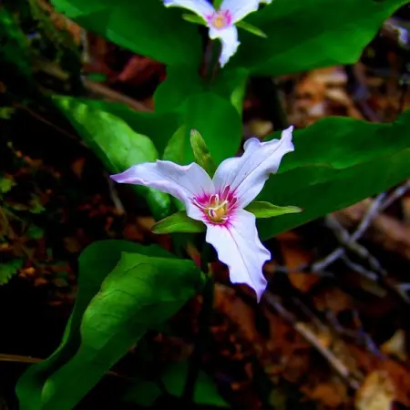 TNNURSERY.NET
Painted Trillium  3 for 12.99
This gorgeous flower has only t