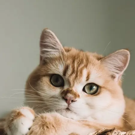 PETHEAVEN.CO.ZA
Code NCPH1 at checkout
Shop Now
 