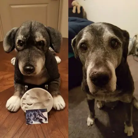 Derek and his wife Alana ordered this Petsie of their sweet dog Pepper after h