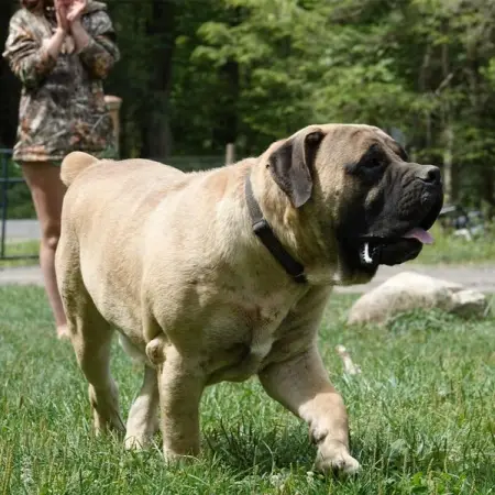 Connect with Upstate Boerboel
