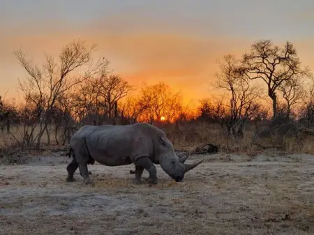 Today is the 3rd of March which means it is World Wildlife Day. Each year Morukuru