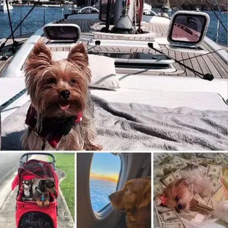 We all love our pets and treat them as they are a part of our family, but some people take