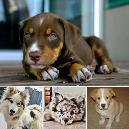 A crossbreed pooch might not enter official dog beauty pageants, but these d