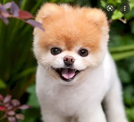 cute dog
Xueruishop-01
Business
192 people like this
Like Page