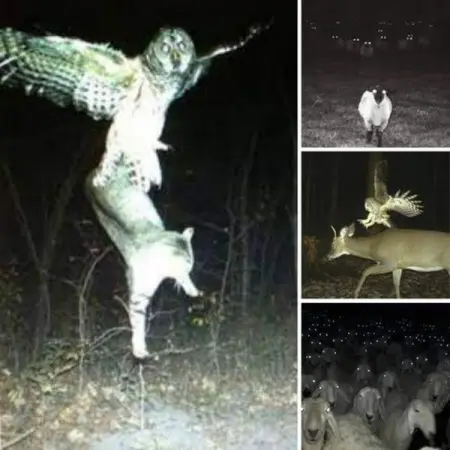 Trail cams are great for tracking animal movements in the wild. Its spo