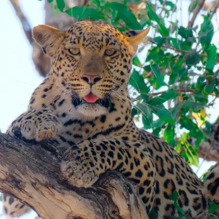  Wild faces. Okavango Delta. botswana okavangodelta okavango africa naturep