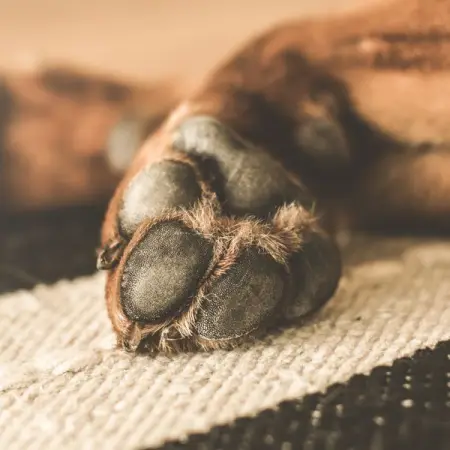 Do you know its time to say goodbye, but just cant get yourself to face this heartbreaking d