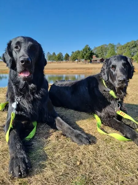      -
Pet-friendly, self-catering accommodation near Dullstroom.
www.greystonelodge.co.za