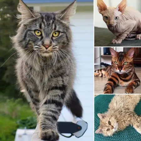 Here are 35 rare and unique cat breeds that are not easily found aroun