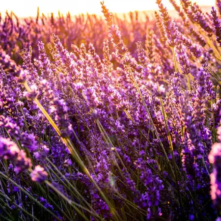 POTSHACK.NETBLOGSHOUSEHOLD-GARDEN
Control Pest Naturally With These Plants
Lear