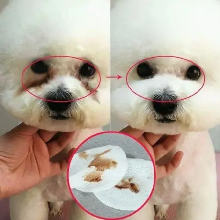 Look at this cute bichon frise.
Since it was a child, it has deep pettears corner 