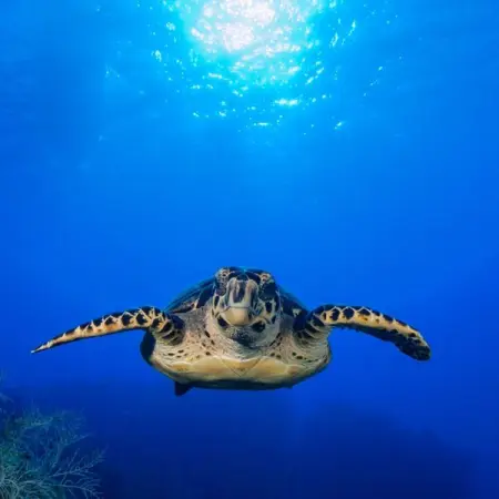 Hawksbill turtles are classified as critically endangered.

Populations