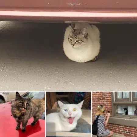 Some people have shared their touching catspotting experiences with the rest of the world. 