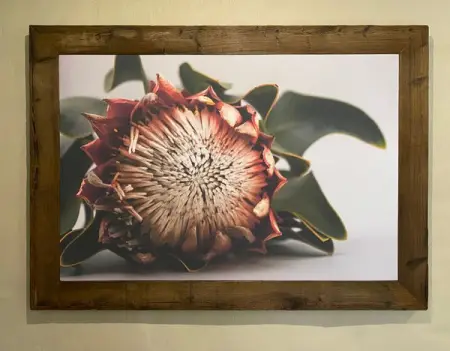 Protea Royalty
Now available to purchase directly from my online gallery, del