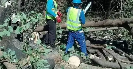 TREE CUTTING SERVICES
Tree Felling
Site Clearing
Plot clearing
Bush cle