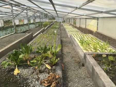 Elbrect Aquaponics. Was established 2016 with a smal tuneless of 25 sq meter. E