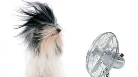 Reliable pet supply business, that makes shopping for the needs of you