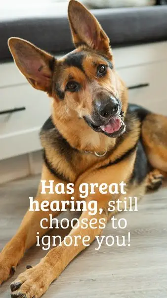 Looks cute, bites your hand 

JOCKDogFood JOCKLegend DogFood DogsLife DogMeme PuppyLove