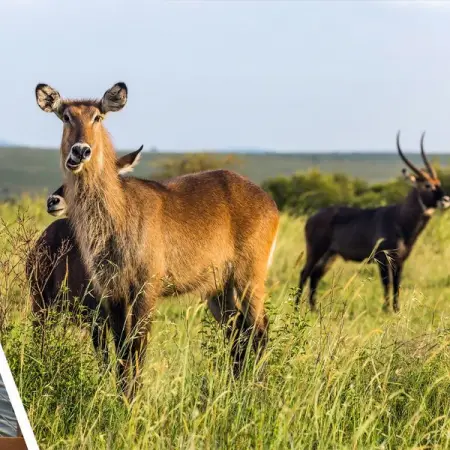 DREAMRESORTS.CO.ZA
Peace in the wild
Awaits you at FinFoot Lake!
Book Now