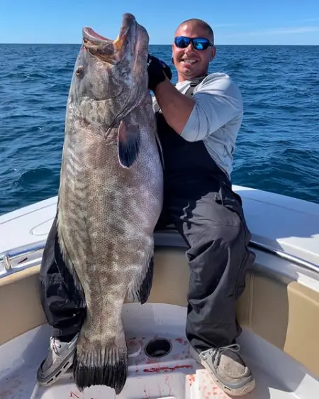 The Black Grouper is the largest keepable member of the grouper family. Due to si