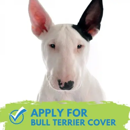 COVERSEARCH.CO.ZA
Insurance for Bull Terriers
Get Quote
 